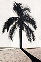 USA / Florida / Miami / 2010 / Shadow of a palm at