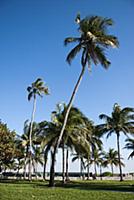 USA / Florida / Miami / 2009 / Coconut palmtrees a