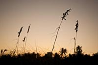 USA / Florida / Miami / 2009 / Greens on the dune 