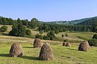 ROMANIA / Bukovina / Hay piles near Cacica
 
© O