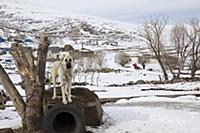 Turkey / Lake ‚хldхr / 2015 / Love of Horses on th
