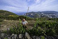 Italy / Pontine Islands / Ponza / 2014 / Wineyard 