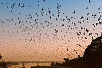 MYANMAR / Kayin State / Hpa-an / Thousands of bats