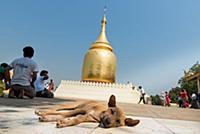 MYANMAR / Mandalay Division / Bagan / Sleeping dog