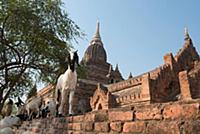 MYANMAR / Mandalay Division / Bagan / Herd of goat