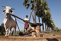 MYANMAR / Mandalay Division / Peanut oil mill in t