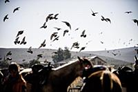 Israel / Negev Desert / Mizpe Ramon / 2014 / Alpac