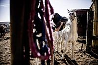 Israel / Negev Desert / Mizpe Ramon / 2014 / Alpac