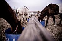 Israel / Negev Desert / Mizpe Ramon / 2014 / Alpac