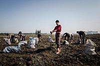 Turkey / Hatay / Syrian Refugee / 2014 / He is a w