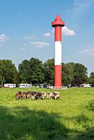 GERMANY / Lower Saxony / Berne / 2015 / Cow pastur