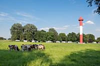 GERMANY / Lower Saxony / Berne / 2015 / Cow pastur