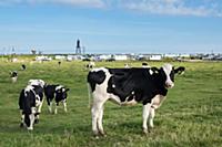 GERMANY / Lower Saxony / Dorum-Neufeld / Cows on t