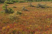 CANADA / Nova Scotia / 2010/11 / Cape Breton Islan