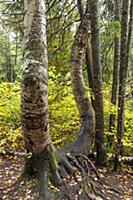 CANADA / Quebec / 2010/11 / Mauricie National Park