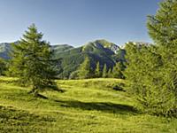 Pfan Nock, Platt Nock, larch, near eisentalhцhe, t