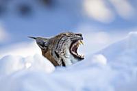 European Lynx in snow yawning, Lynx lynx; National