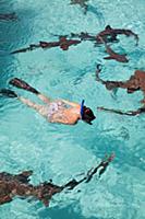 EXUMA, Bahamas. Swimming with docile nurse sharks 