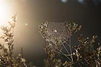 Spiderweb with dew, morning, Bavaria, Germany, Eur