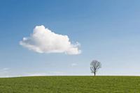 tree, single, Cumulus cloud, Hцchenschwand, black 