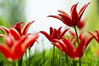 Blooming tulip meadows in spring, Mainau Island, L