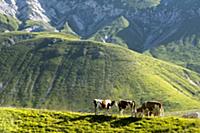 In summer cattle roam the gigh plains of the Campo