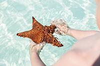 Child with starfish, tourists at the most beautifu