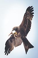 Red kite eats fish in the air