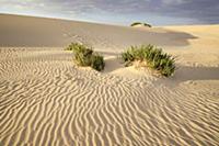 sand dunes, nature reserve, El Jable, Corralejo, L