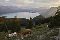 View on the Walchensee, the Karwendel mountains in