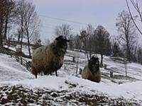 Рождество в Карпатах. Автор: Сергей Николаев