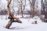 Мурманск. Мурманская область, Россия. 2015 год.