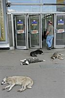 Подборка фотографий Московского метрополитена. Рос