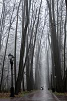 Туманное осеннее утро в Царицынском парке.