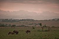 Королевство Свазиленд (Kingdom of Swaziland), госу